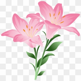 Pink Lilium Png Picture - Easter Lilies Clip Art, Transparent Png - lily png