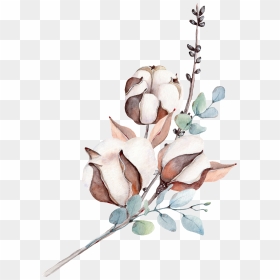 Transparent Cotton Plant Clipart - Flower Illustration Png Transparent, Png Download - cotton png