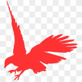 Transparent Big Bird Face Png - Flying Raven Png, Png Download - big bird png