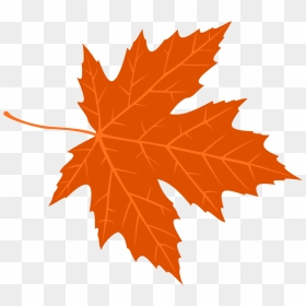 Maple Leaf, HD Png Download - thanksgiving leaves png