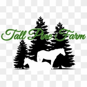 Tall Pine Farm - Pine Tree Silhouette Clipart, HD Png Download - pine trees png