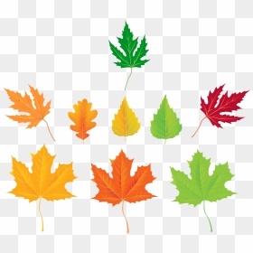 Autumn Leaves Collection Png Clipart, Transparent Png - thanksgiving leaves png