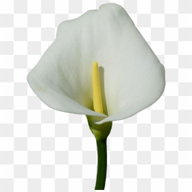 Calla Lily Clipart Transparent - White Calla Lily Png, Png Download - lily png