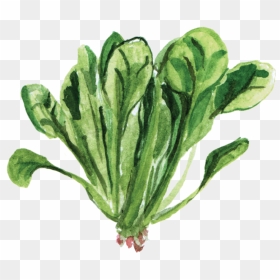 File - 菠菜spinach - Leaf Vegetable, HD Png Download - spinach png