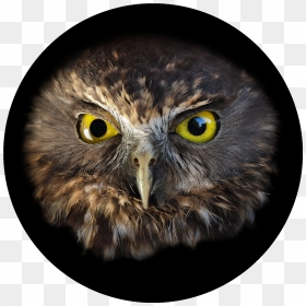 Transparent Big Bird Face Png - Screech Owl, Png Download - big bird png