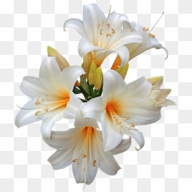Lily Family Png - Easter Lily Png Transparent, Png Download - lily png