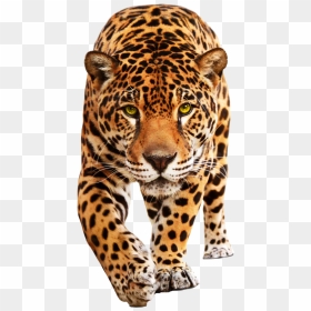 Leopard Png, Transparent Png - leopard png