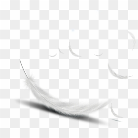 #feather#white Vector - White Feather Vector Png, Transparent Png - feather vector png