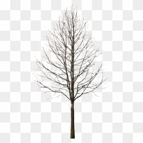 Winter Trees Png - Free Tree Cut Out Png, Transparent Png - pine trees png