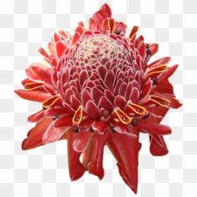 Real Tropical Flowers Png, Transparent Png - hawaii png