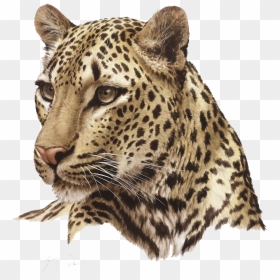Leopard Png Hd Quality - Leopard Png, Transparent Png - leopard png