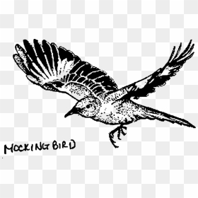 Transparent Big Bird Png - Mockingbird Png, Png Download - big bird png