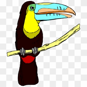 Toucans, HD Png Download - big bird png