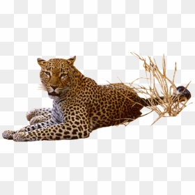 Download Leopard Png Pic - Leopard Png, Transparent Png - leopard png