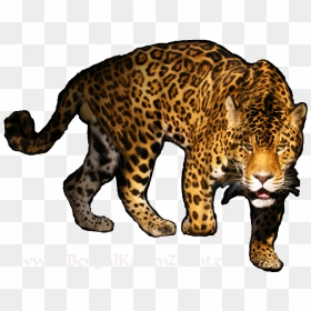 Leopard Png Transparent Image - Big Cat Black Background, Png Download - leopard png