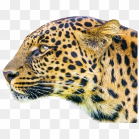 Leopard Png Image, Transparent Png - leopard png