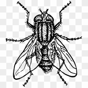 Fly Clipart Black And White, HD Png Download - house outline png
