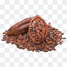 Cocoa Beans Png Image, Transparent Png - bean png