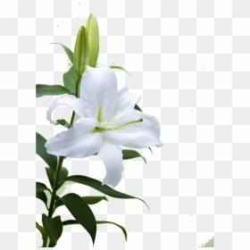 This Product Design Is Hd Lily Flower Free Illustration - 白色 香水 百合 花, HD Png Download - lily png