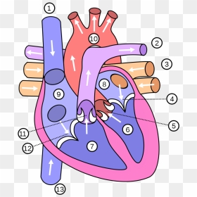 Diagram Of The Heart , Png Download - Blood Flow Through The Heart Mcat, Transparent Png - coração png