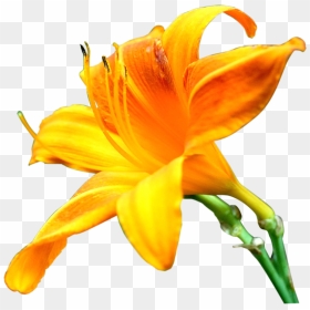 Lilly Flower Png Images Pics Photos For Designs - Yellow Lily Transparent Background, Png Download - lily png