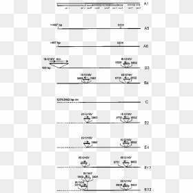 Document, HD Png Download - horizontal line png