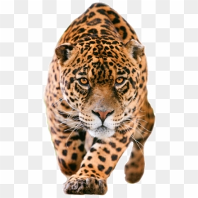 Leopard No Background - Jaguar Png, Transparent Png - leopard png