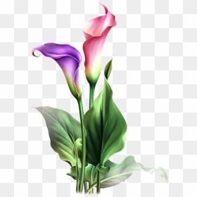 Find This Pin And More On Dibujos Flores By Adenuez - Calla Lily Flower Drawing, HD Png Download - lily png