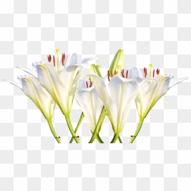 Transparent Easter Lily Png - Transparent Easter Lilies, Png Download - lily png