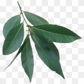 Image - Transparent Background Foliage Png, Png Download - hill png