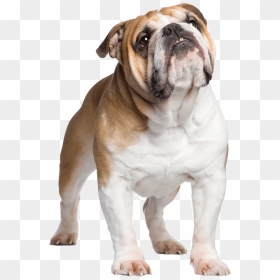English Bulldog , Png Download - English Bulldog Png, Transparent Png - bulldog png