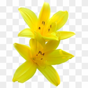 Thumb Image - Transparent Background Yellow Lily Png, Png Download - lily png