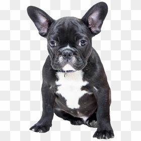 Black French Bulldog Png Clipart - French Bulldog American Bulldog, Transparent Png - bulldog png