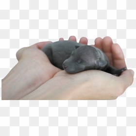 Cute Puppy Newborn Baby Dog Sleep Hand Mammal Transparent - Baby Dog, HD Png Download - cute dog png