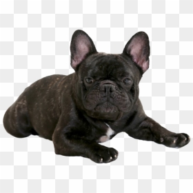 Black French Bulldog Png - French Bulldog Png, Transparent Png - bulldog png