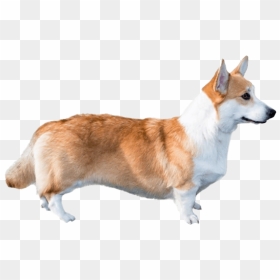 Cute Corgi Dog Png File - Pembroke Welsh Corgi Png, Transparent Png - cute dog png