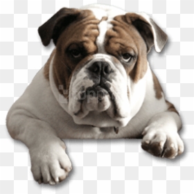 English Bulldog Png - Transparent Background Bulldog Png, Png Download - bulldog png