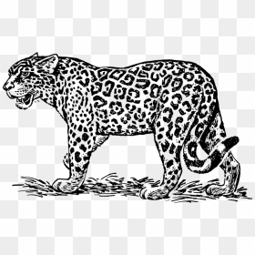 Leopard Black Transparent & Png Clipart Free Download - Jaguar Clipart Black And White, Png Download - leopard png
