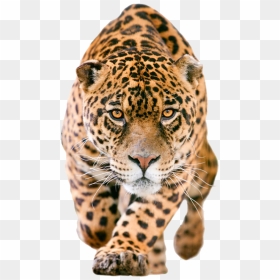 Jaguar Clip Art Transprent - Jaguar Png, Transparent Png - leopard png