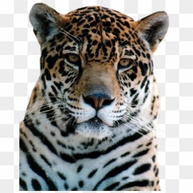 Leopard Png Free Download - Portable Network Graphics, Transparent Png - leopard png