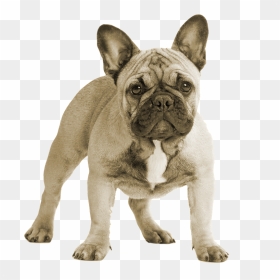 Thumb Image - French Bulldog, HD Png Download - bulldog png