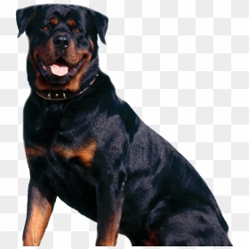 Rottweiler Png, Transparent Png - cute dog png
