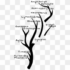 Cynipidae Family Tree - Family Tree Png File, Transparent Png - family tree png