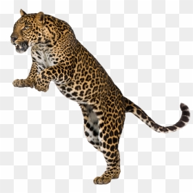 Leopard Cheetah Felidae Wall Decal - Amur Leopard White Background, HD Png Download - leopard png