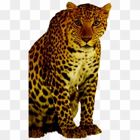 African Leopard, HD Png Download - leopard png