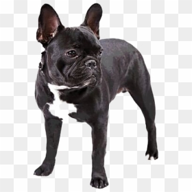 Black French Bulldog Png Free Download - Transparent Background French Bulldog Png, Png Download - bulldog png