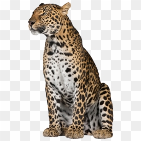 Leopard Png Free Download - Leopard Png, Transparent Png - leopard png