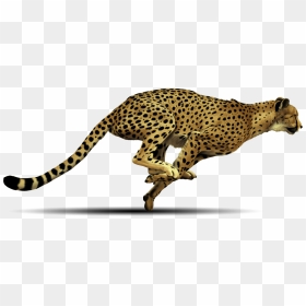 Running Cheetah Png, Transparent Png - leopard png