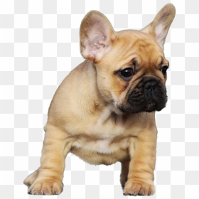 Puppy Bully Dog Png, Transparent Png - bulldog png