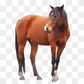 Thumb Image - Brown Horse Transparent Background, HD Png Download - horses png